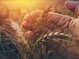 Blés anciens et blés modernes, quelles différences pour l’inflammation liée au gluten