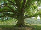 Blog zéro Carbone, un arbre