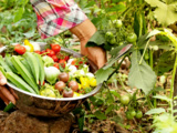 3 Gestes malins à faire fin septembre pour récolter plus de légumes tout l’automne