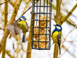 3 Gestes malins pour faire de votre jardin un véritable refuge pour les oiseaux