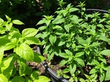3 Techniques pour diviser vos plantes aromatiques et avoir plus de basilic et de menthe l’an prochain