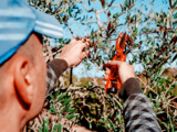 4 Erreurs de taille en octobre qui font perdre la prochaine récolte de fruits