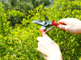 4 Tailles à faire maintenant pour éviter les mauvaises surprises au printemps