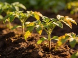 7 réflexes au semis de tomates qui transforment radicalement la vigueur de vos plants