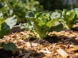 Au potager, le paillage le plus populaire est aussi le plus nocif pour vos légumes