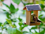 Avec cette mangeoire en bambou, mon jardin est devenu un vrai spectacle d’oiseaux