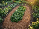Ce paillis naturel gratuit qui protège vos légumes et enrichit la terre tout l’hiver