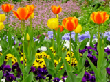 Ce qu’il faut faire avant le 8 octobre lors de la plantation de vos bulbes pour un printemps incroyable coloré