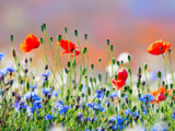 Ce semis d’octobre méconnu transforme le jardin en tapis de fleurs dès le printemps
