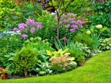Ces vivaces increvables redonnent vie au jardin même après les étés les plus secs