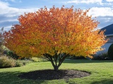 Cet arbre facile à vivre métamorphose le jardin dès l’automne sans gros entretien