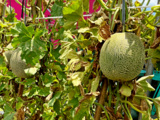Cette fleur au potager rend les melons incroyablement sucrés, même sans pluie