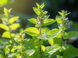 Cette plante aromatique adore la chaleur et tient les insectes à distance tout l’été