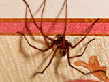 Depuis que j’ai cette plante à la maison, plus une seule araignée n’ose s’approcher
