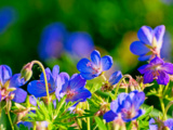 Divisées à l’automne, ces 12 plantes repoussent plus belles et plus nombreuses
