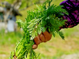 Enterrer des fanes de légumes à cet endroit du potager enrichit la terre comme jamais