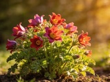 Fleur taillée au ras du sol en novembre était revenue trois fois plus dense au printemps suivant