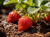 Fraises en terre humide l’erreur à éviter dès la plantation pour limiter les pertes et la pourriture