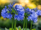 Geste de septembre qui relance une floraison spectaculaire des agapanthes jusqu’en automne