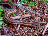 Geste discret qui attire les serpents utiles et protège naturellement votre jardin