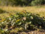 Laissée en place depuis trois saisons, cette couvre-sol a fini par étouffer tout ce qui gênait