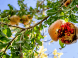 Légumes et fruits qui résistent à la canicule et rendent le potager productif tout l’été