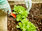 Mâche et poireaux : l’association futée qui dope la santé du potager en un rien de temps