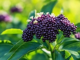 Petit fruit oublié qui nourrit la biodiversité et renforce vos haies durablement