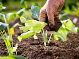 Plantes d’automne : celles à mettre en terre dès maintenant pour un printemps éclatant