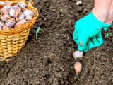 Plantez de l’ail fin septembre pour des têtes plus grosses et savoureuses au printemps