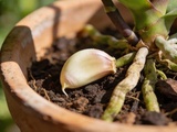 Plantez une simple gousse d’ail dans le pot de votre orchidée et observez ce qu’il se passe au bout de 7 jours