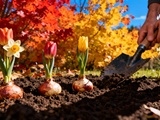 Pourquoi octobre est le meilleur moment pour planter vos bulbes de printemps