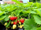 Préparer votre carré de fraisiers dès maintenant pour une récolte abondante au printemps