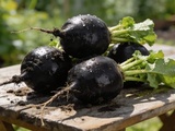 Radis noirs véreux au potager : les 2 coupables à démasquer (et comment les éliminer)