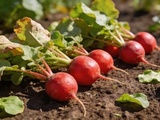 Surplus de radis au jardin, 5 recettes inattendues qui changent de la simple salade croquante