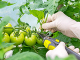 Tailler les tomates en octobre : le geste anodin qui fait débat chez les jardiniers