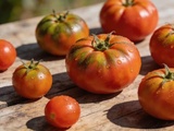 Tomates du Var ont une peau différente, et ça ne vient ni du soleil ni de la variété