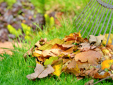 Transformez vos feuilles mortes en or pour votre potager grâce au paillage d’automne