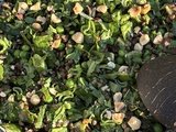Salade de lentilles aux légumes verts