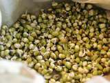 Pousses de haricot mungo bio : comment faire germer du haricot mungo à la maison