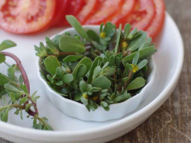 Quand manger le pourpier ?