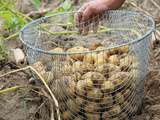 Conservation de pommes de terre : tout savoir