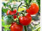Confiture de Tomates