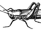 Origine et histoire de l’insecticide