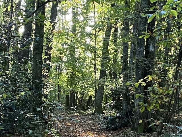 Recettes de Châtaignes de Mes délices paradisiaques