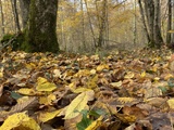 Trompettes de la mort et balade d automne forestière