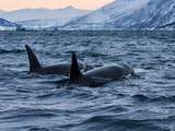Norvège #2 : Les orques, les orques, les orques