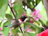 Aimer les colibris