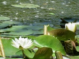 Au milieu d’une eau bourbeuse