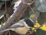 Chercher l'oiseau